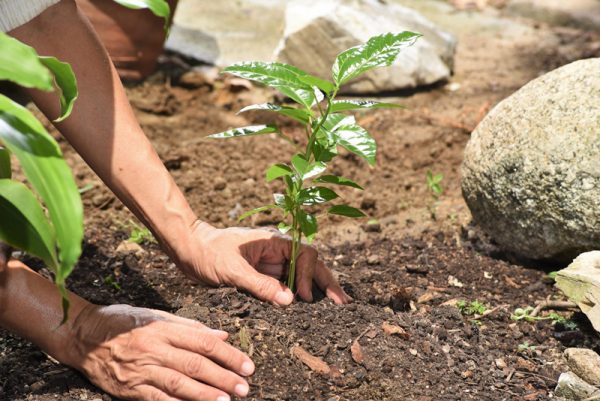 plantar-arbol