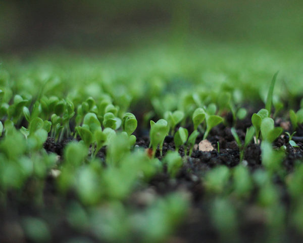 Biochar carbon vegetal