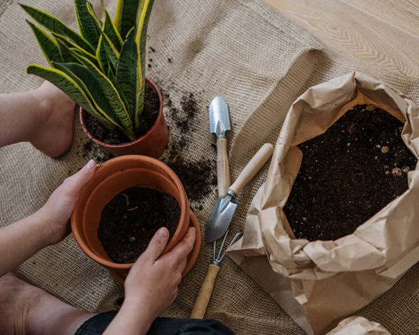 Biochar jardineria y horticultura