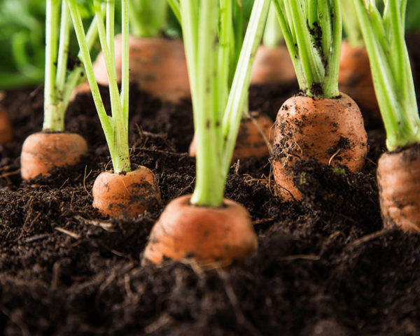 Biochar mejora para suelos