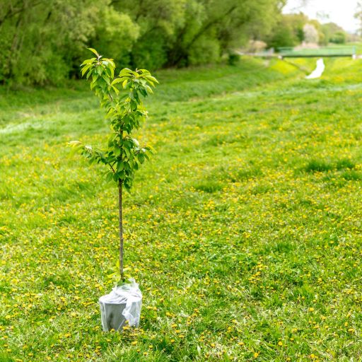 guia-paso-a-paso-plantacion-arboles