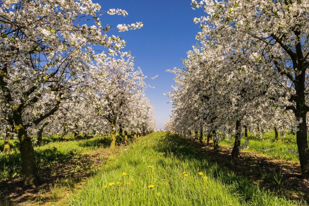 Qué es el compost biodinámico y cómo usarlo para fertilizar el huerto o jardín 5 arboles-frutales