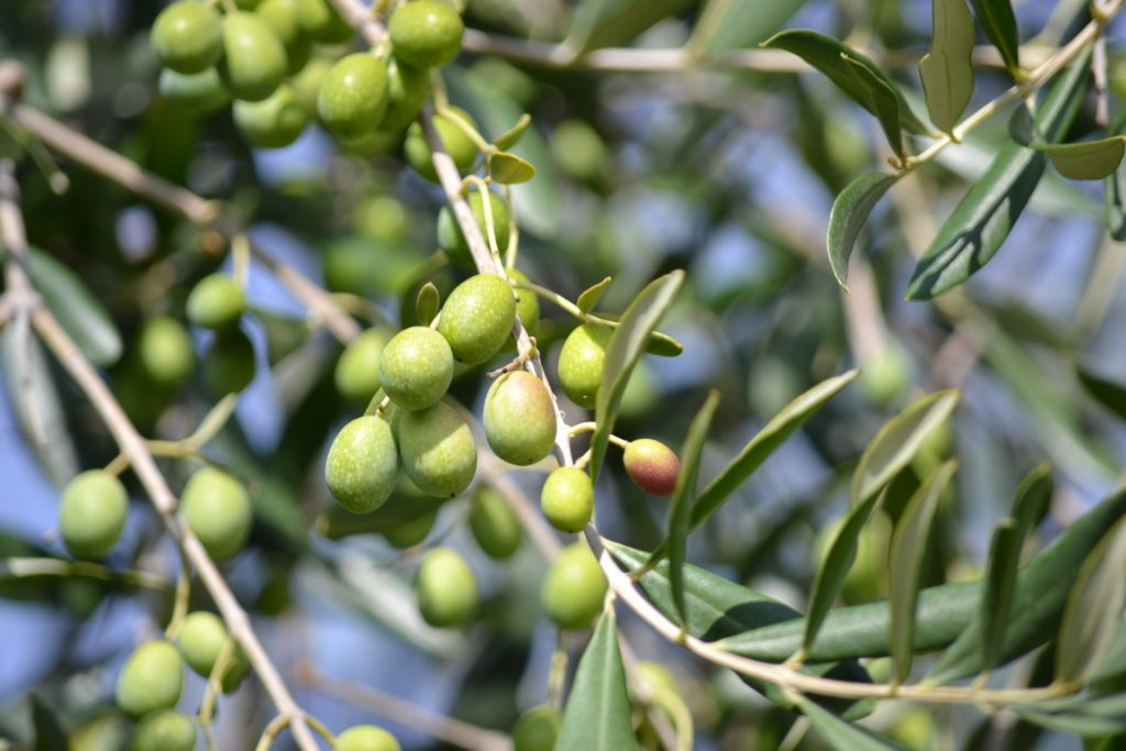 olives g123be6bf0 1920