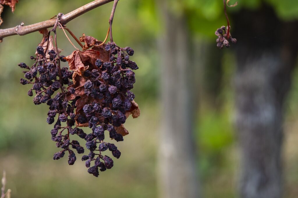 grape 7423703 1280