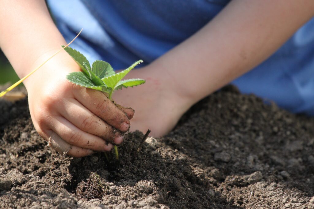 compost con biochar para mejorar suelos